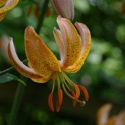 Terrace City - floret